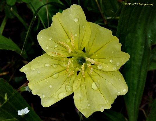 {Oenothera triloba}